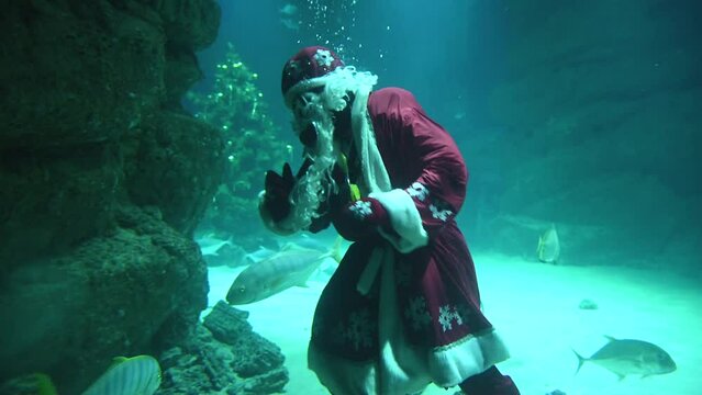 Santa underwater in scuba diving swims in a flock of fish and sharks. 4k super slow motion 120 fps raw cinematic video filmed on Nikon z9 at 8k