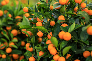 Mandarin oranges grow on tree for a happy chinese new year's decoration