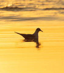 Seagulls swim on the sea at sunset