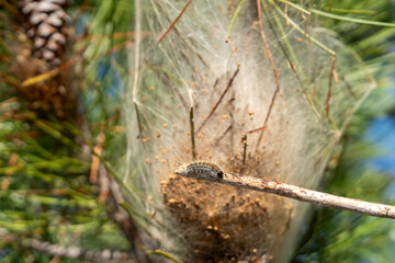 Processionary Caterpillars nest hanging on pine tree and small Caterpillar going out of the nest