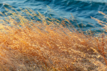 Dry grass on the seashore at sunset