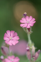 Red Campion, Silene dioica, in bloom in the light of the summer night in Northern Finland