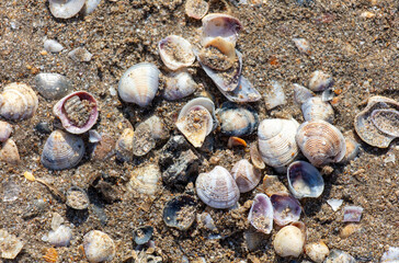 Seashells in the sand on the seashore as an abstract background. Texture
