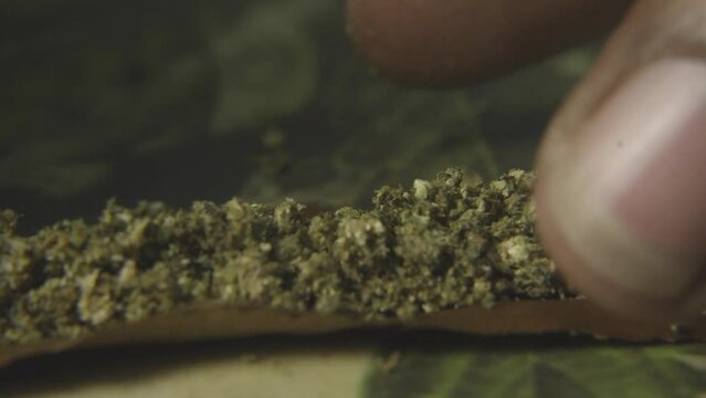 a hemp wrapper is lined with cannabis bud preparing to roll a blunt for smoking marijuana