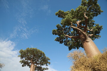 baobab avenue in morondava, madagascar