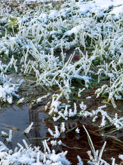 Grass covered with snowflakes on a pond close-up
