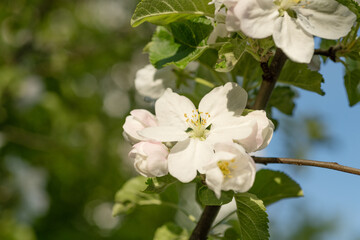 spring blossom flower on twig. photo of spring blossom flower of tree. spring blossom flower.