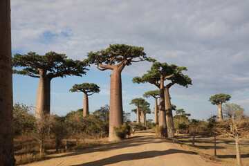 baobab avenue in morondava, madagascar