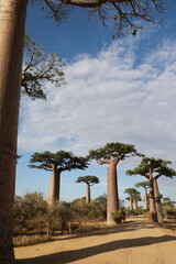 baobab avenue in morondava, madagascar