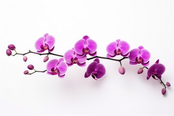 orchid isolated on white background