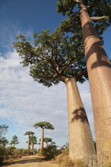 baobab avenue in morondava, madagascar