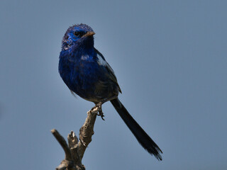 White Wing Fairy Wren