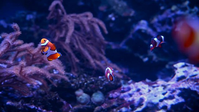A Nemo fish plays hide and seek amongst the moving tentacles of a soft Sea Anemone. Clownfish or Anemonefish in Aquarium concept. 4k super slow motion 120 fps raw cinematic video