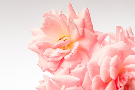 fresh rose on the white