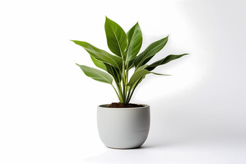Decorative indoor houseplant in a white ceramic pot on a white background. Green plant for concept image for interior home design or office furniture. 