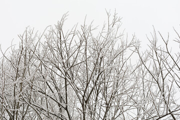 Tree crowns covered with frost and snow against a cloudy sky