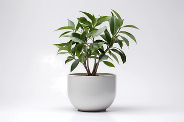 Fototapeta premium Decorative indoor houseplant in a white ceramic pot on a white background. Green plant for concept image for interior home design or office furniture. 