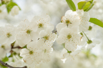 white spring flower blossom. spring blossom flower on branch. photo of spring blossom flower