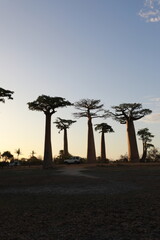 sunset on baobab avenue in morondava, madagascar