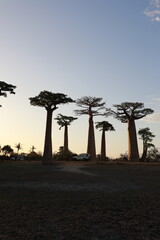 sunset on baobab avenue in morondava, madagascar