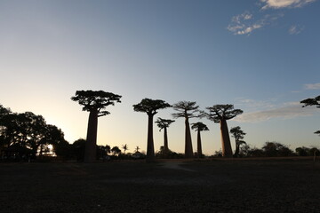 sunset on baobab avenue in morondava, madagascar