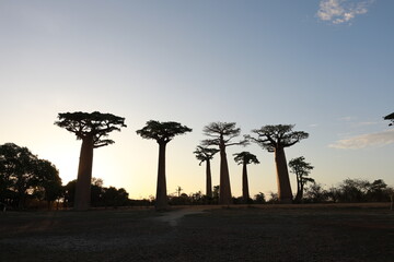 sunset on baobab avenue in morondava, madagascar