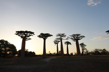 sunset on baobab avenue in morondava, madagascar