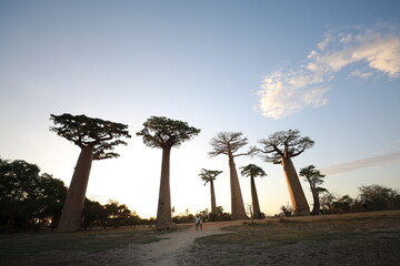 sunset on baobab avenue in morondava, madagascar