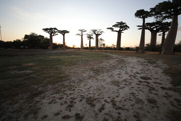 sunset on baobab avenue in morondava, madagascar