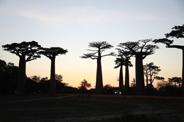 sunset on baobab avenue in morondava, madagascar