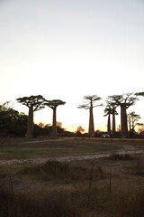 sunset on baobab avenue in morondava, madagascar