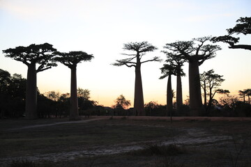 sunset on baobab avenue in morondava, madagascar