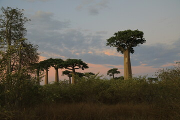 sunset on baobab avenue in morondava, madagascar