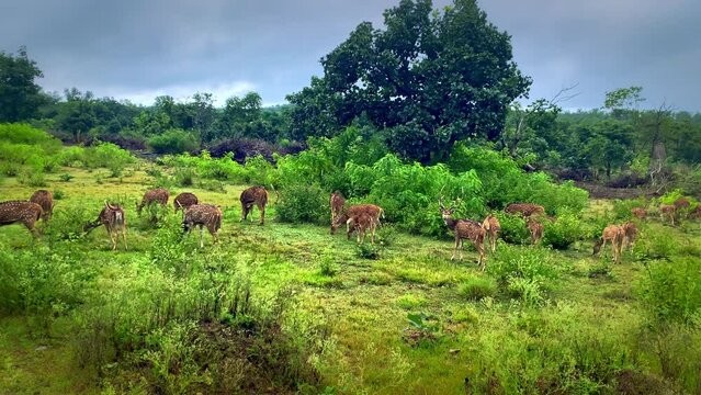 Spotted deer chital or cheetal (Axis axis)- Bandipur Wild life Sanctuary, Karnataka, India	
