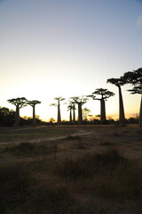 sunset on baobab avenue in morondava, madagascar