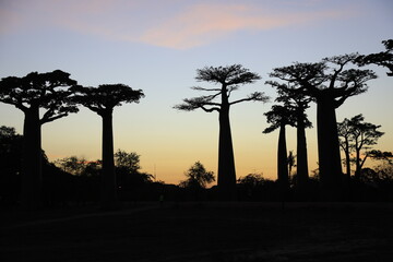 sunset on baobab avenue in morondava, madagascar