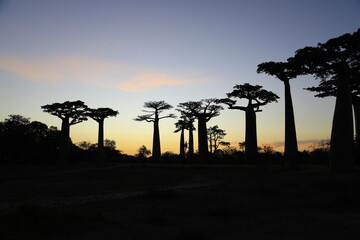 Fototapeta premium sunset on baobab avenue in morondava, madagascar
