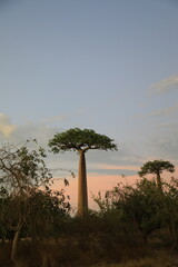 sunset on baobab avenue in morondava, madagascar