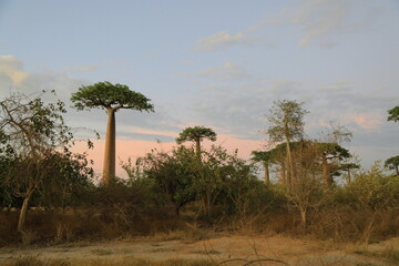 sunset on baobab avenue in morondava, madagascar