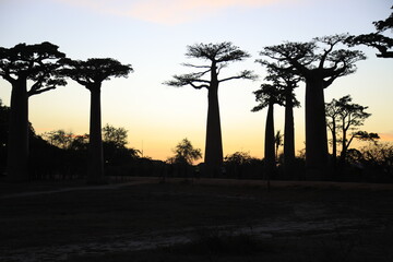 sunset on baobab avenue in morondava, madagascar
