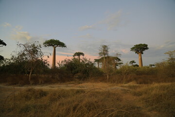 sunset on baobab avenue in morondava, madagascar