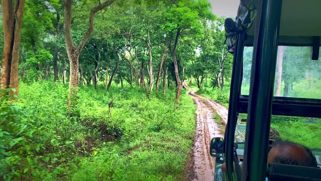 Deer walking, Running Roadside Jungle, deer herd, Point of view shot from running Car, Jungle safari, Mudhumalai Tiger Reserve, Tamilnadu, bandipur karnataka
