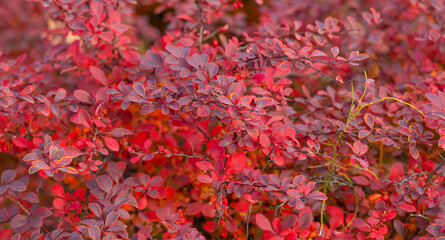 red autumn leaves seasonal background of barberry