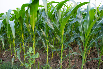 Agriculture corn fields growing in the harvest countryside of Bangladesh