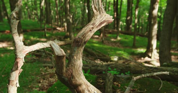 Old dead small tree trunk in the forest