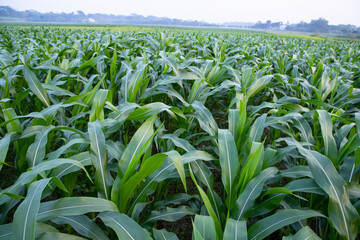 Agriculture corn fields growing in the harvest countryside of Bangladesh