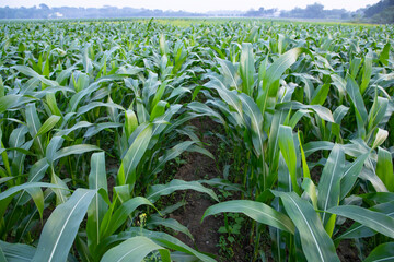 Agriculture corn fields growing in the harvest countryside of Bangladesh