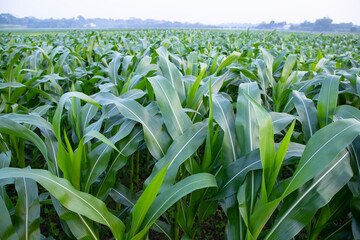 Agriculture corn fields growing in the harvest countryside of Bangladesh