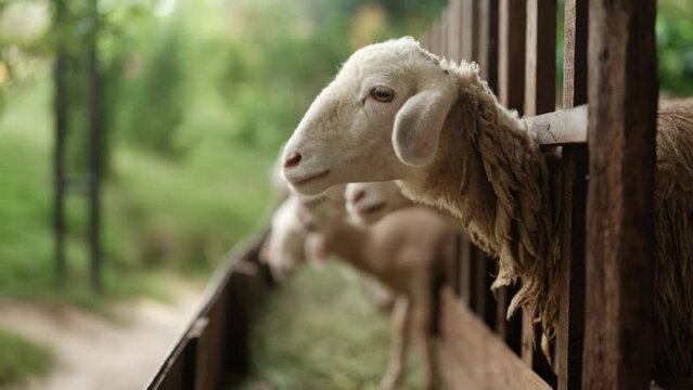 A herd of a group of cute young sheep in a paddock on a farm behind a wooden corral stand and eat fresh grass, agriculture