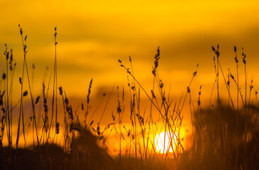 sunset in the grass